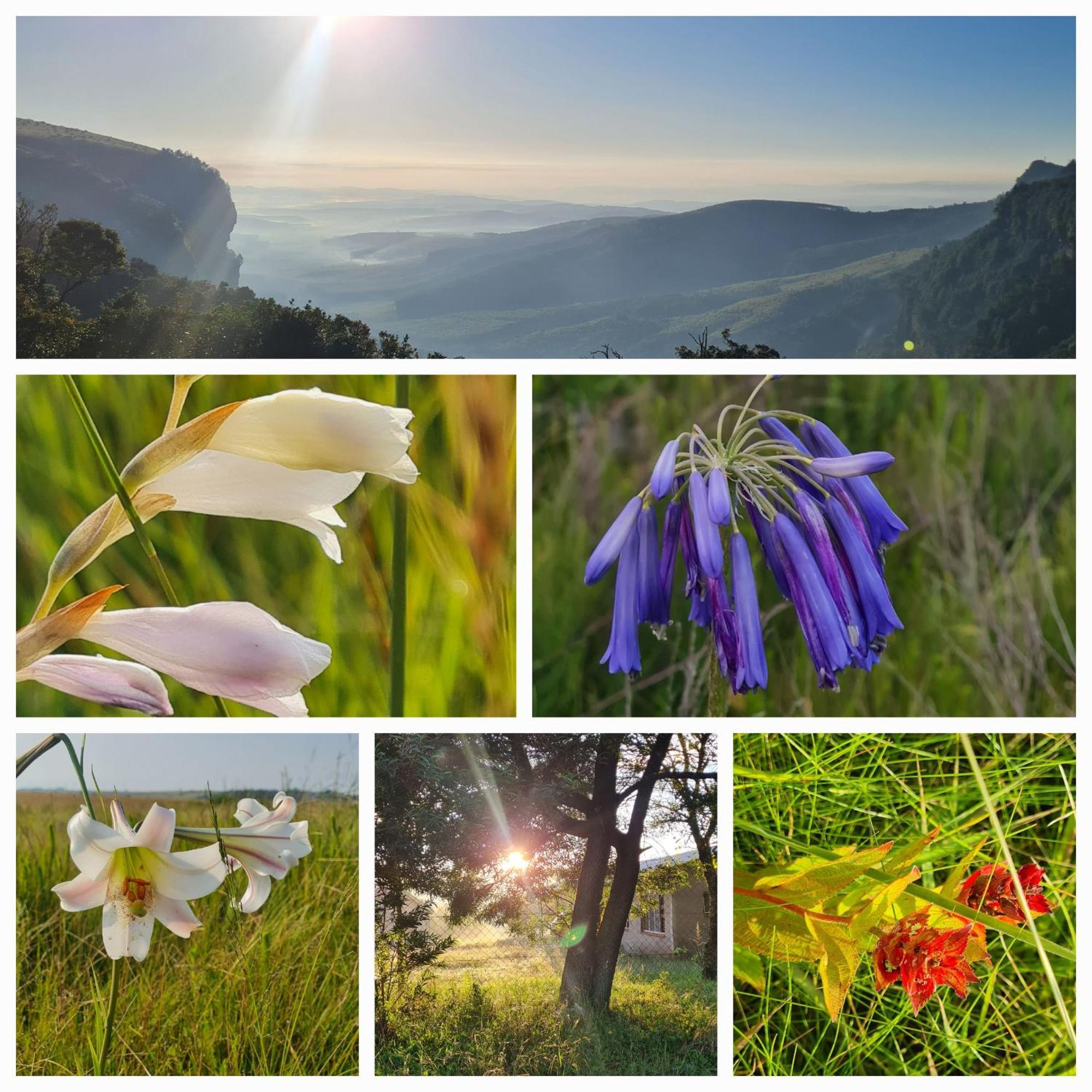 Mosswood Bed & Breakfast Graskop Dış mekan fotoğraf